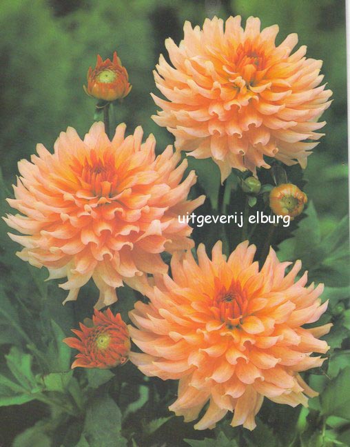 Dahlia 'Gallery Leonardo' Dahlia 'Gallery Leonardo'