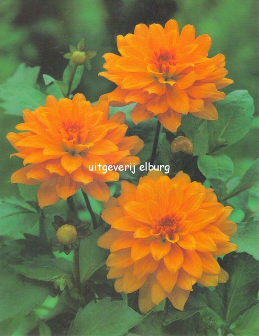 Dahlia 'Gallery Vincent'