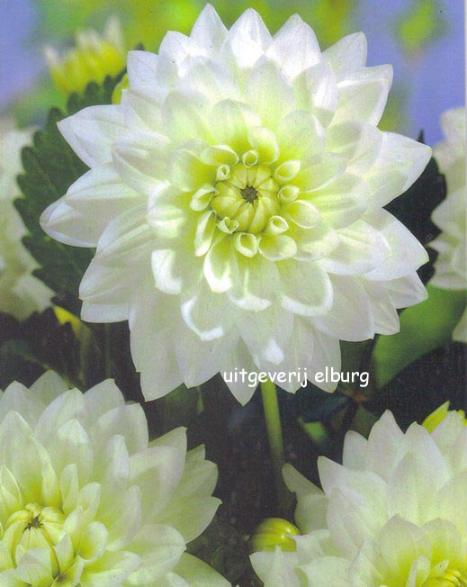 Dahlia 'Karmen Maarten Zwaan'