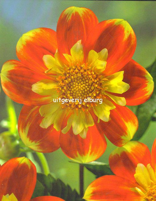 Dahlia 'Pooh' Dahlia 'Pooh'