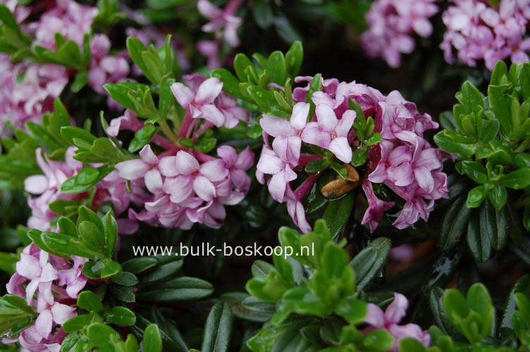 Daphne 'Leila Haines'