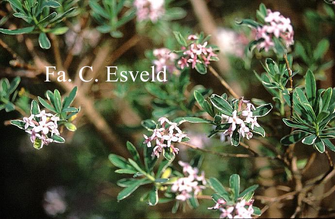 Daphne burkwoodii 'Carol Mackie' Daphne burkwoodii 'Carol Mackie'