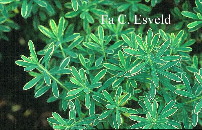 Daphne burkwoodii 'Gold Edge'