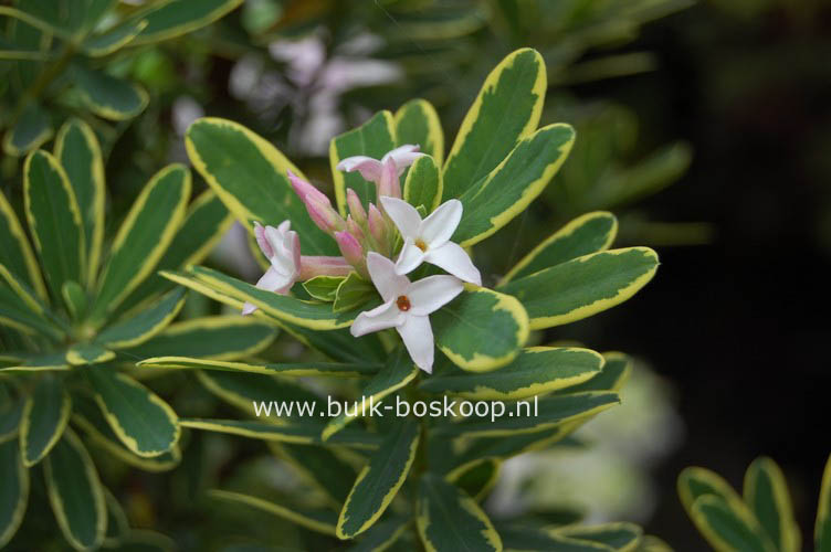 Daphne burkwoodii 'Jan Dekker'
