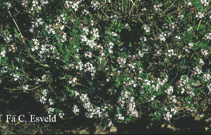 Daphne burkwoodii 'Somerset'