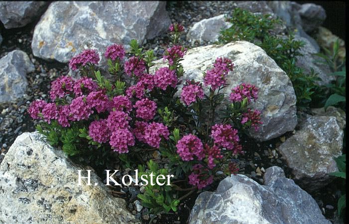 Daphne cneorum 'Arbusculoides'