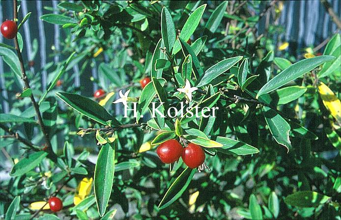 Daphne longilobata Daphne longilobata