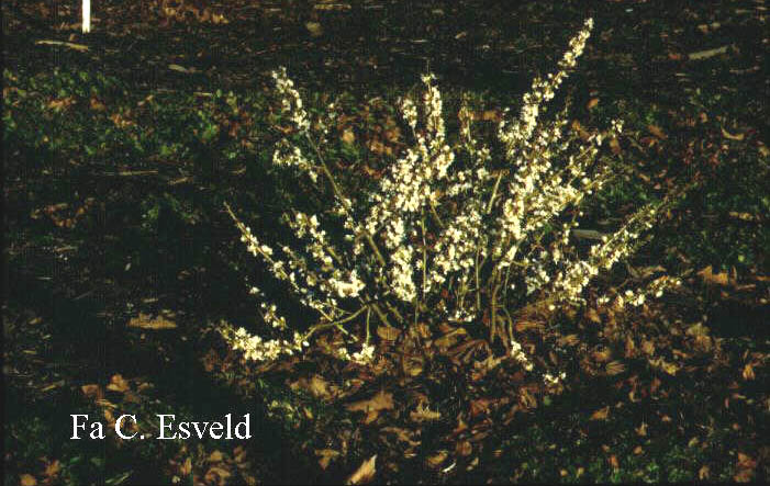 Daphne mezereum 'Alba'