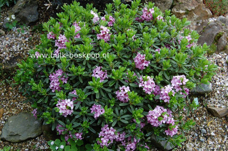 Daphne susannae 'Anton Fahndrich'