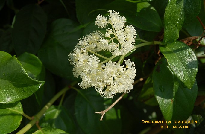 Decumaria barbara