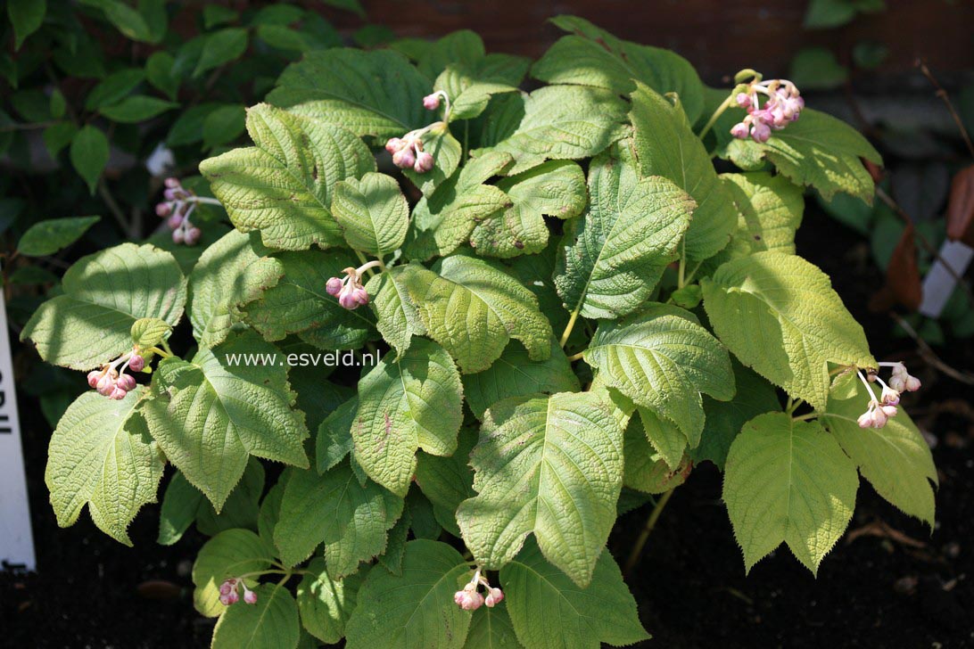 Deinanthe caerulea x bifida 'Blue Blush'
