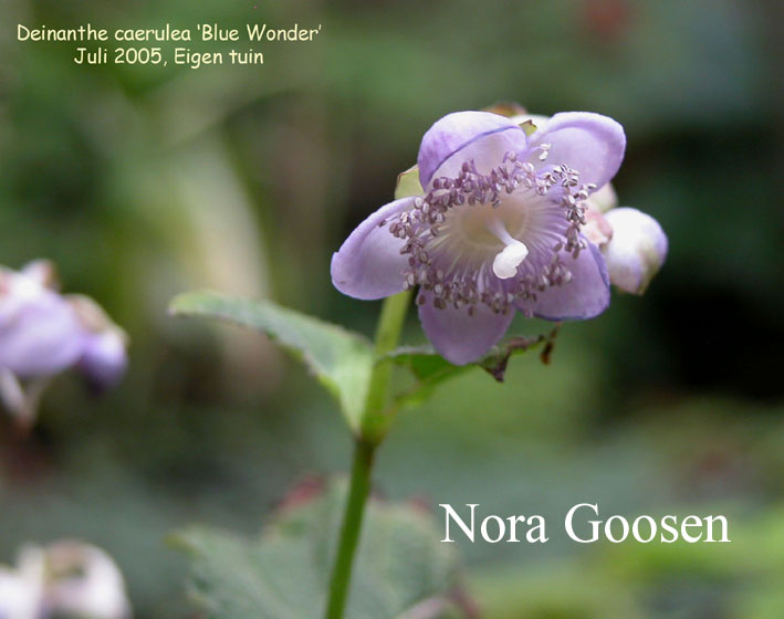 Deinanthe caerulea x bifida 'Blue Wonder'