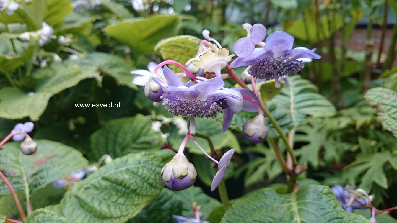 Deinanthe caerulea