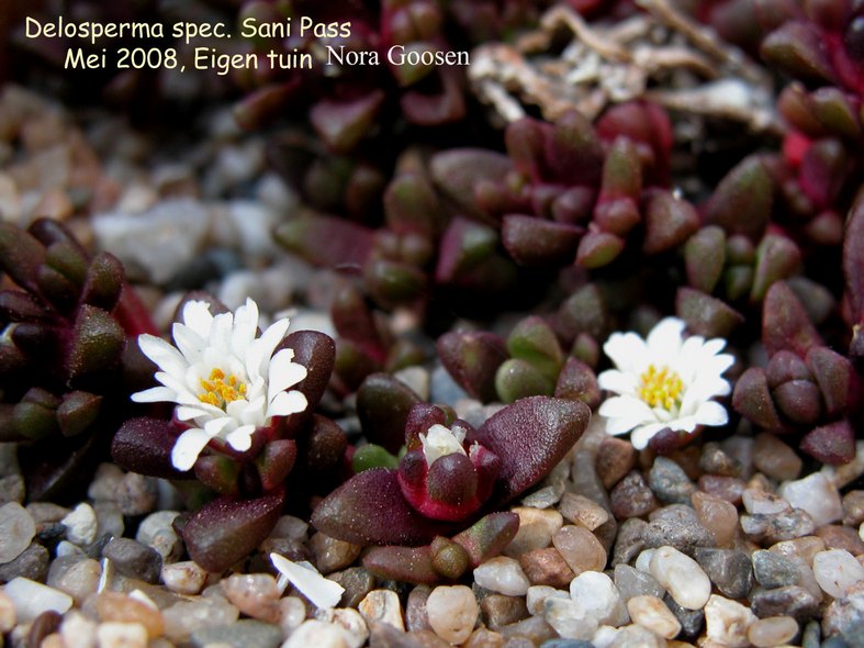 Delosperma 'Sani Pass'