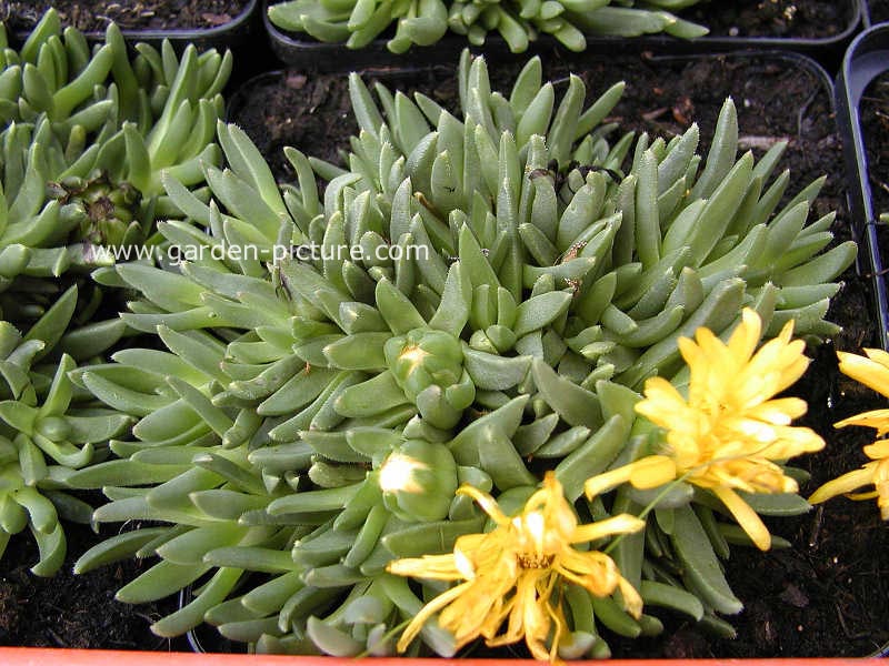 Delosperma congestum