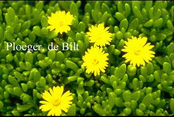 Delosperma nubigenum