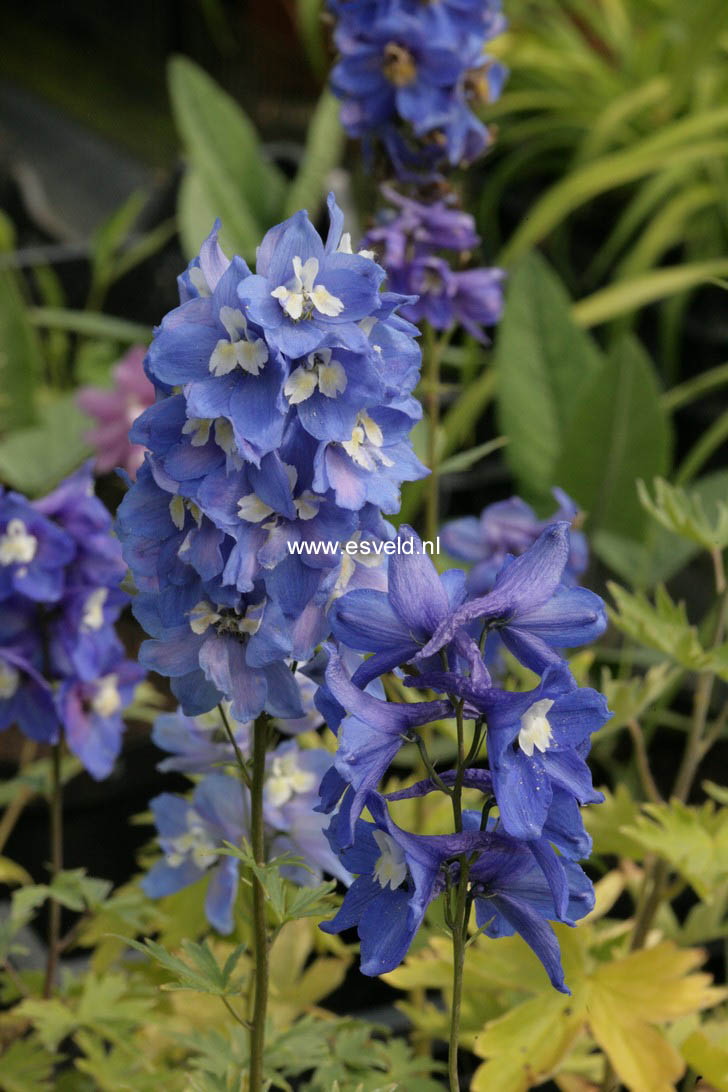 Delphinium 'Blue Bird' (56575)