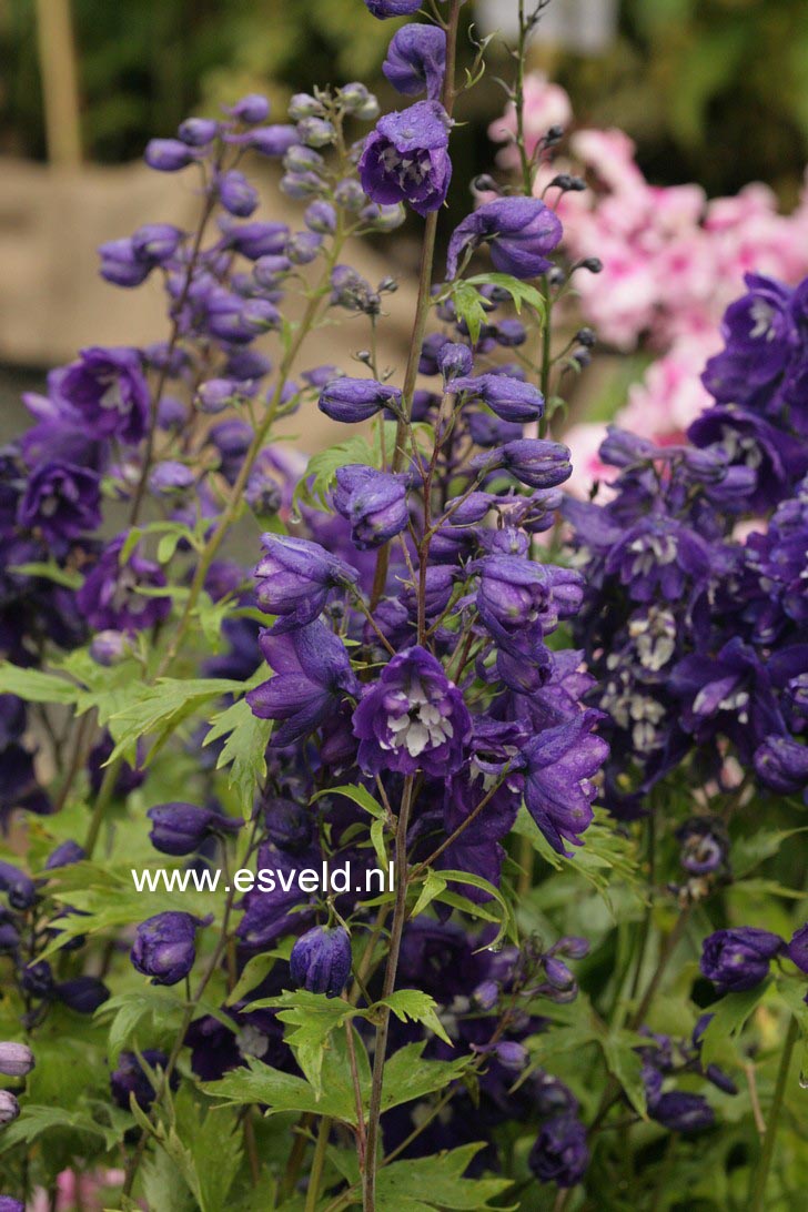 Delphinium 'King Arthur' (48548)