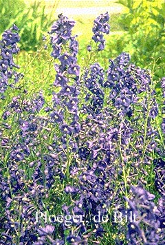 Delphinium 'Kleine Nachtmusik'