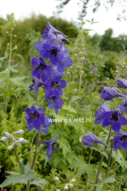 Delphinium 'Magic Fountains'