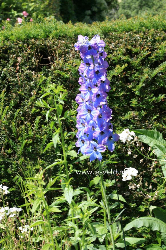 Delphinium 'Ouvertuere'
