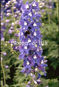 Delphinium 'Schildknappe' Delphinium 'Schildknappe'