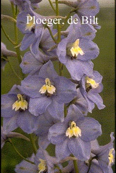 Delphinium 'Summer Skies'