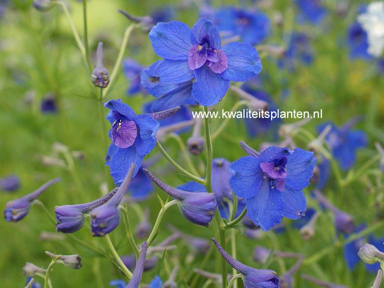 Delphinium grandiflorum 'Blauer Zwerg'