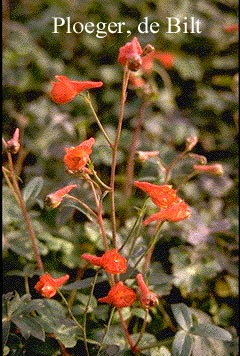 Delphinium nudicaule Delphinium nudicaule