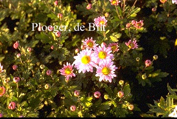 Dendranthema 'L'Innocence' Dendranthema 'L'Innocence'