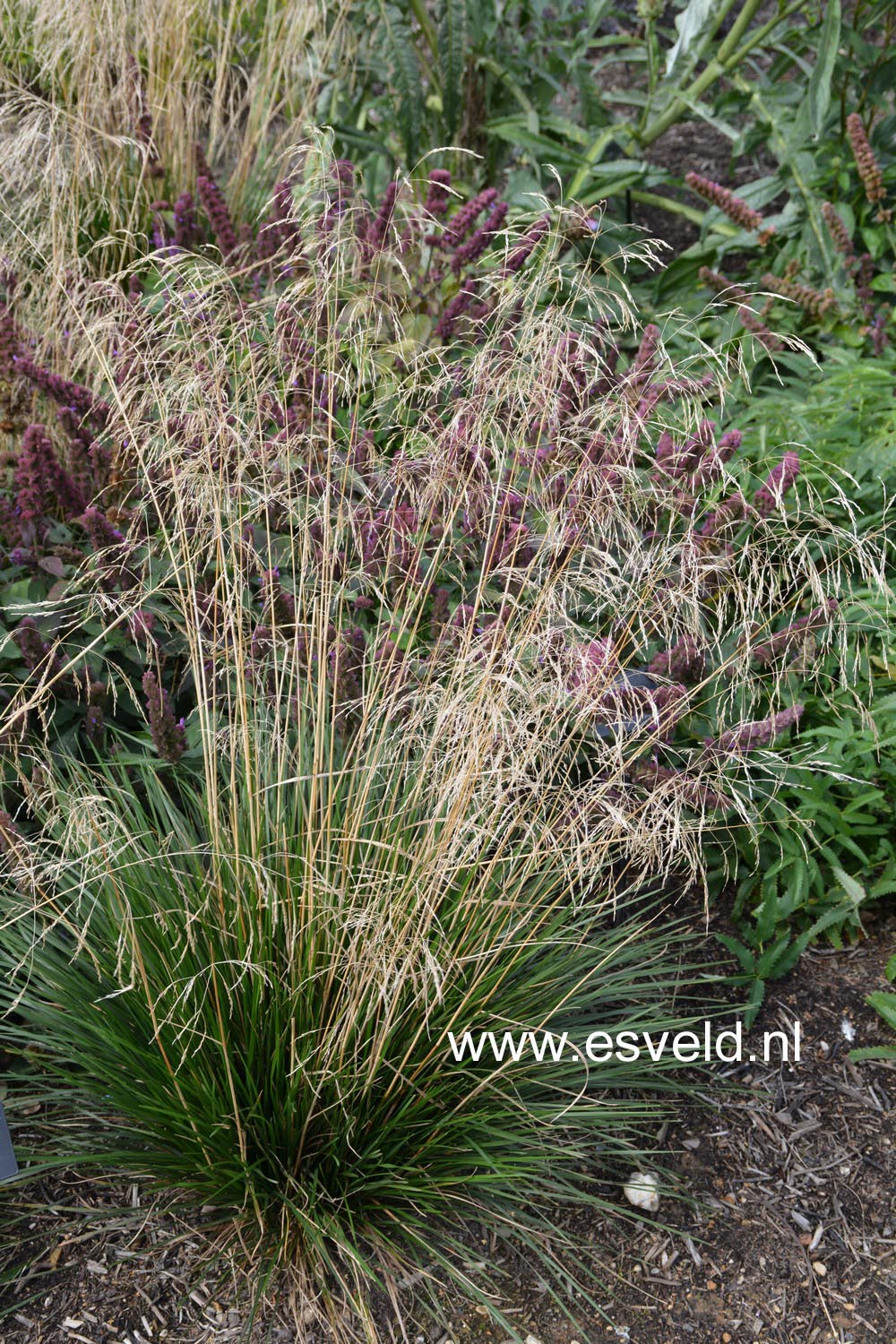Deschampsia cespitosa 'Schottland' (87832)