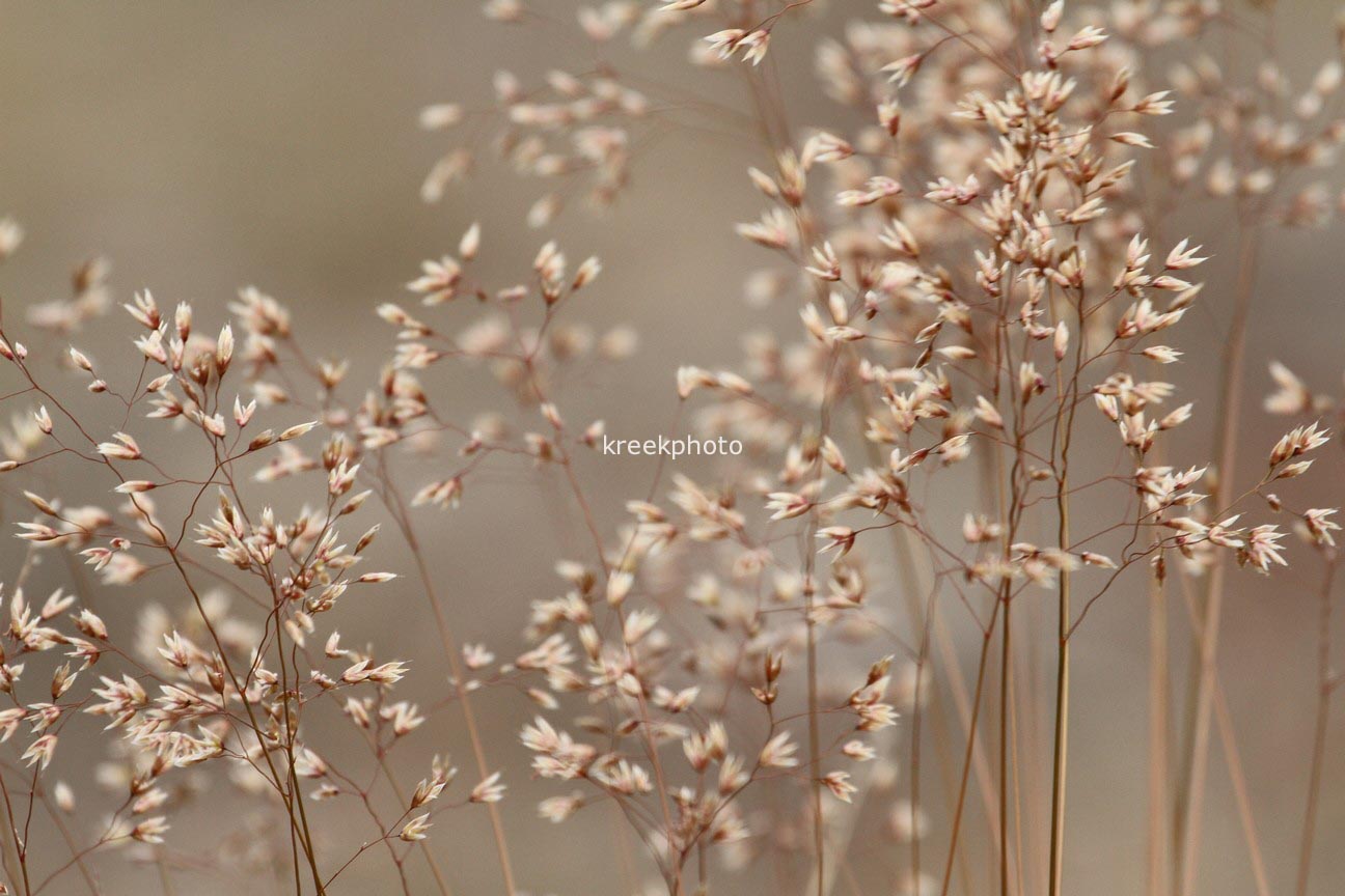 Deschampsia flexuosa