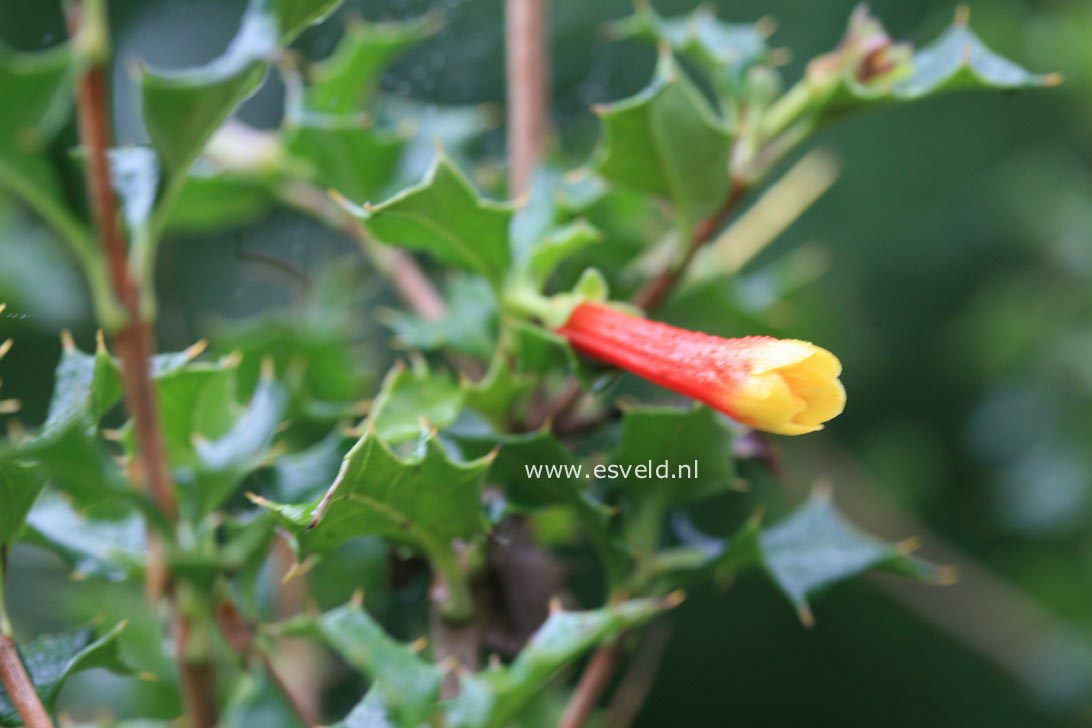 Desfontainea spinosa