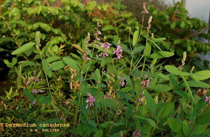 Desmodium canadense Desmodium canadense