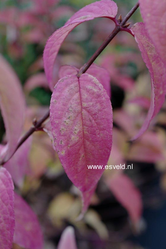 Deutzia hybrida 'Tourbillon Rouge'