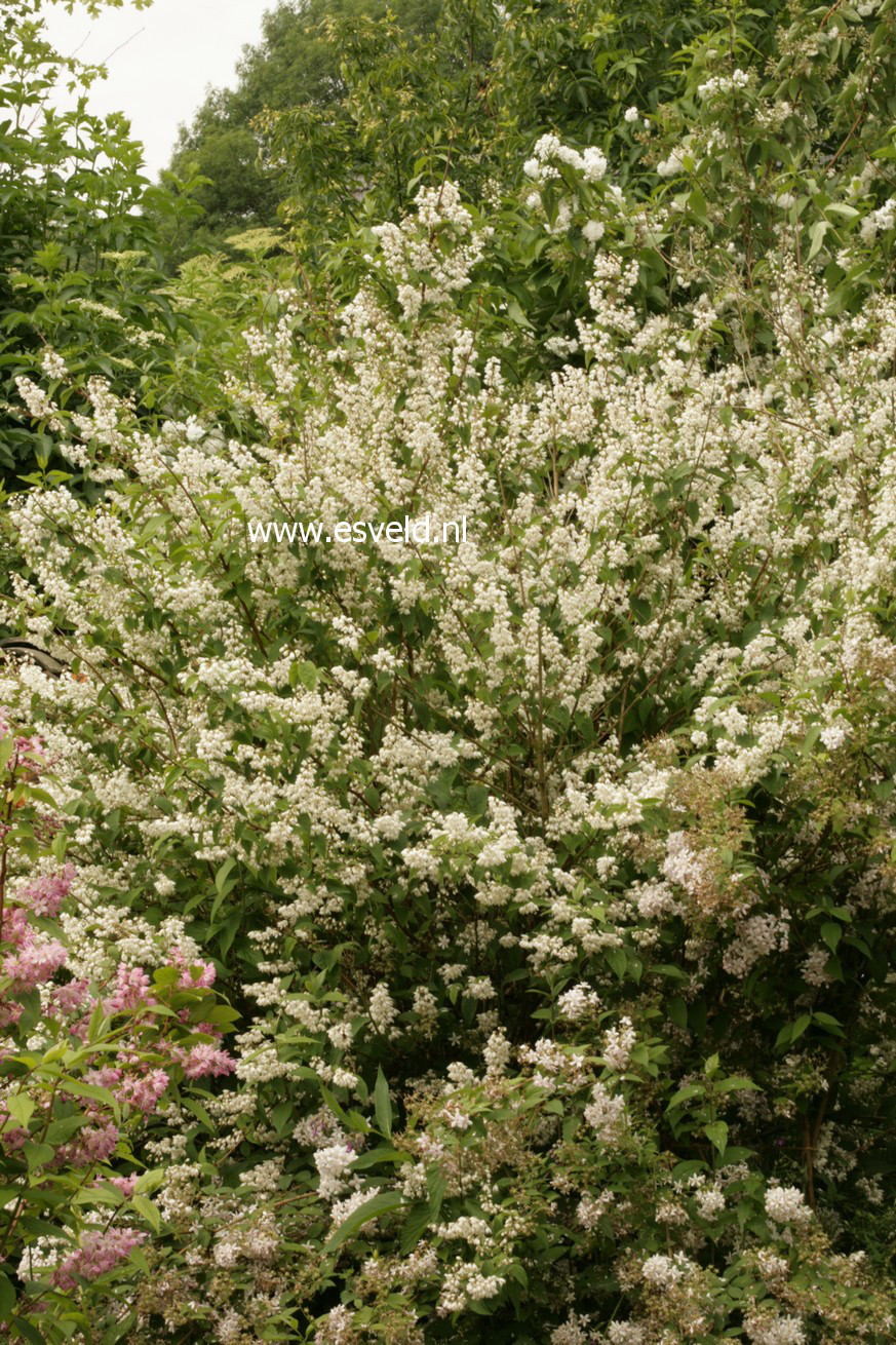 Deutzia magnifica