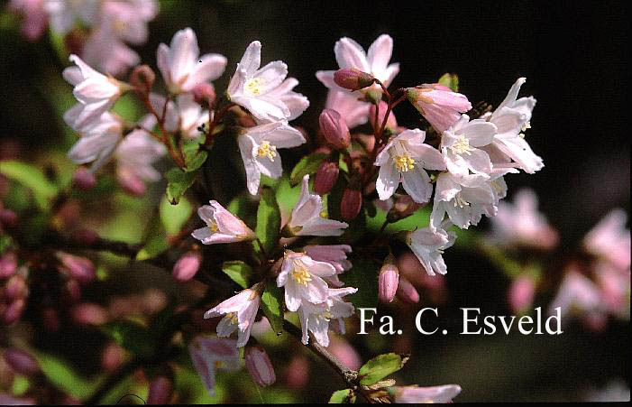 Deutzia maliflora 'Boule Rose'