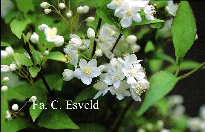 Deutzia parviflora