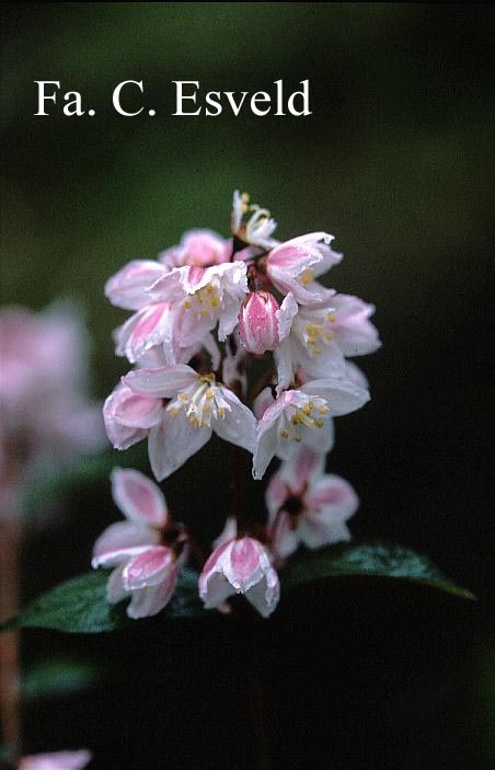 Deutzia rosea 'Grandiflora'
