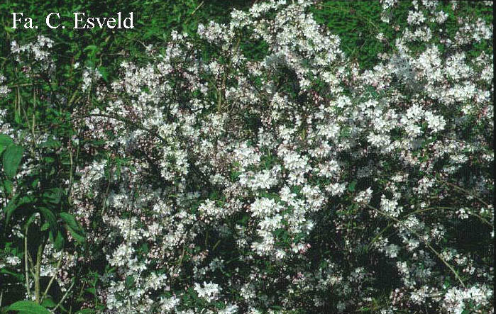 Deutzia rosea Deutzia rosea
