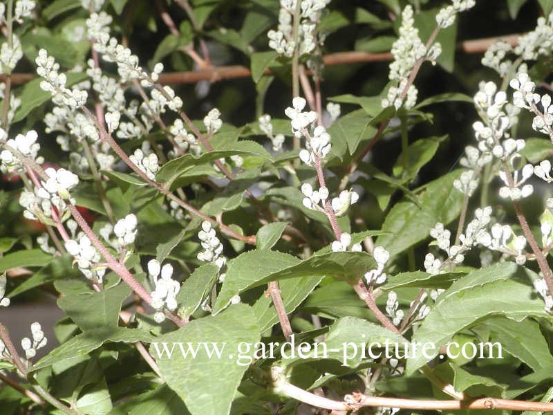 Deutzia scabra 'Codsall Pink'
