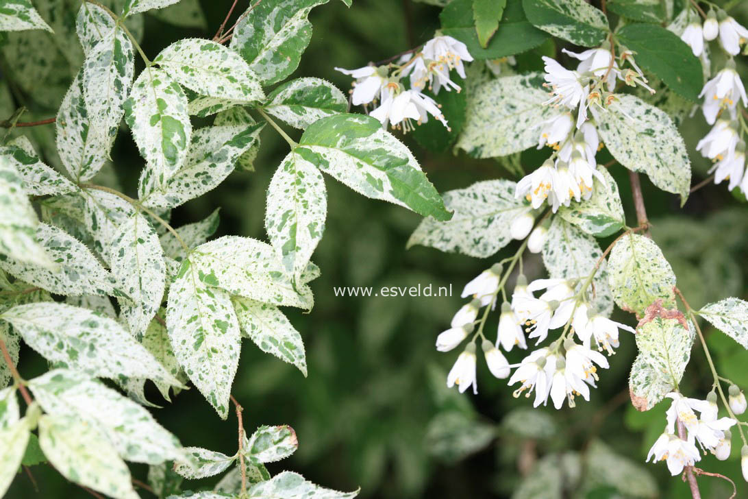 Deutzia scabra 'Punctata'