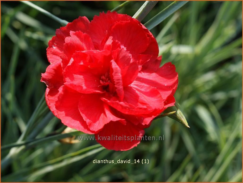 Dianthus 'David' (C1090)