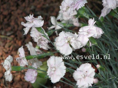 Dianthus 'Haytor White' (82315)