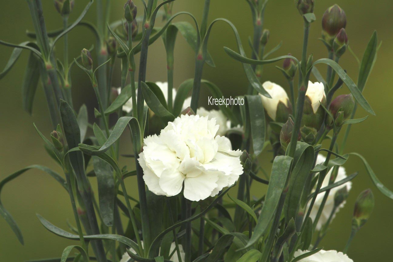 Dianthus (SUNFLOR)