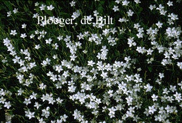 Dianthus deltoides 'Albiflorus'