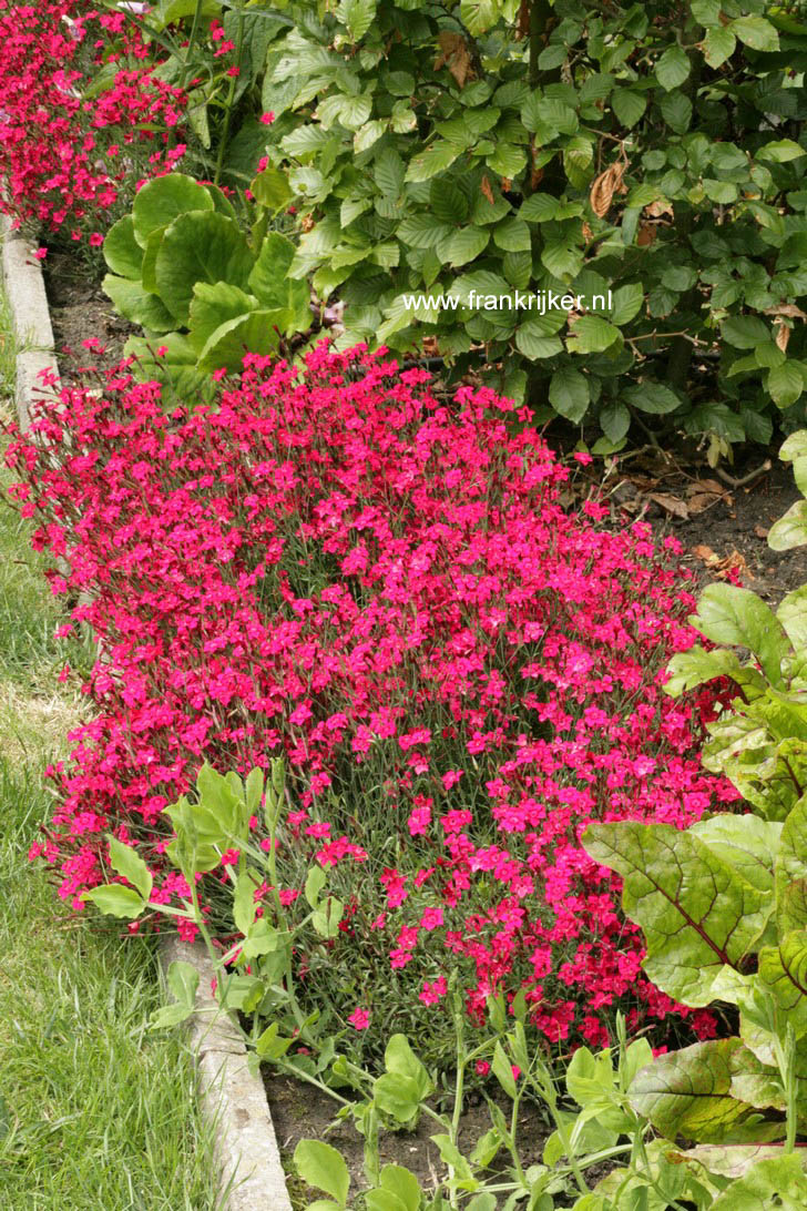 Dianthus deltoides 'Splendens' (60312)