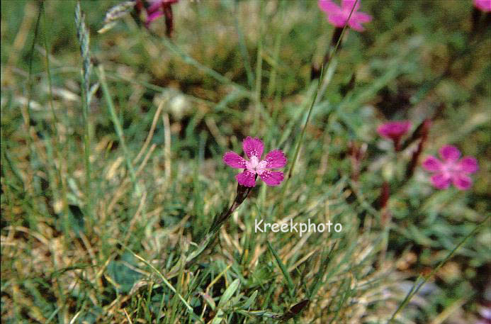 Dianthus deltoides