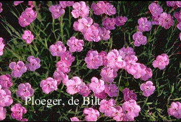 Dianthus gratianopolitanus 'Eydangeri'