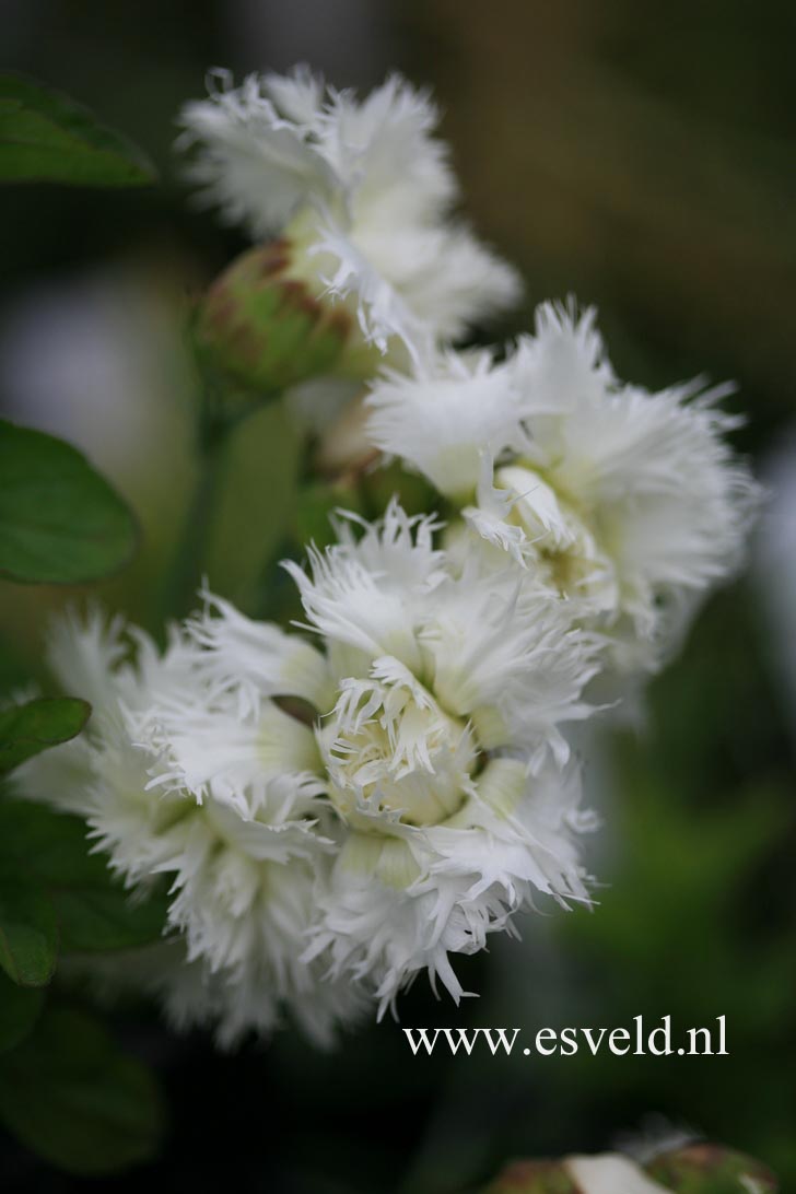 Dianthus plumarius 'Mrs. Sinkins'